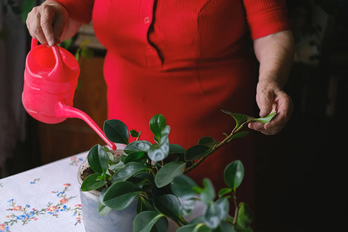 10 Common Houseplant Mistakes That Kill Indoor Plants