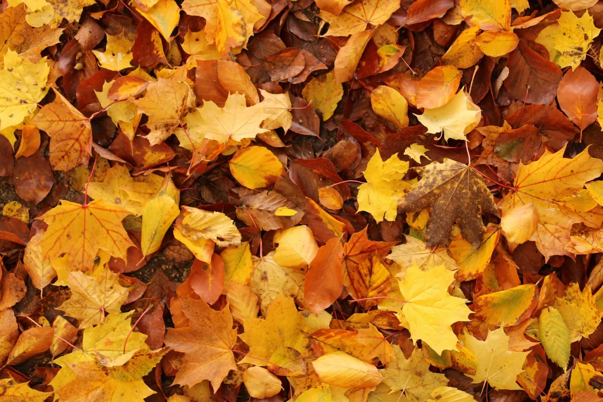 Autumn Garden Checklist: 12 Jobs to Do Before Winter