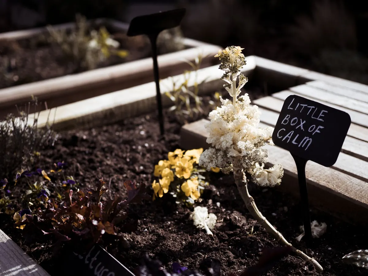 How to Build a Raised Bed for Under £100